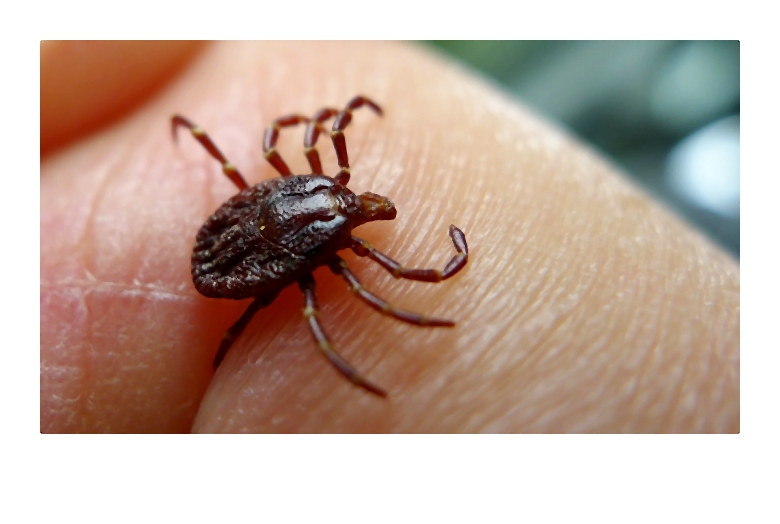 Borelioza czyli choroba z Lyme, co robić gdy człowiek zostaje zakażony przez kleszcza krętkiem?