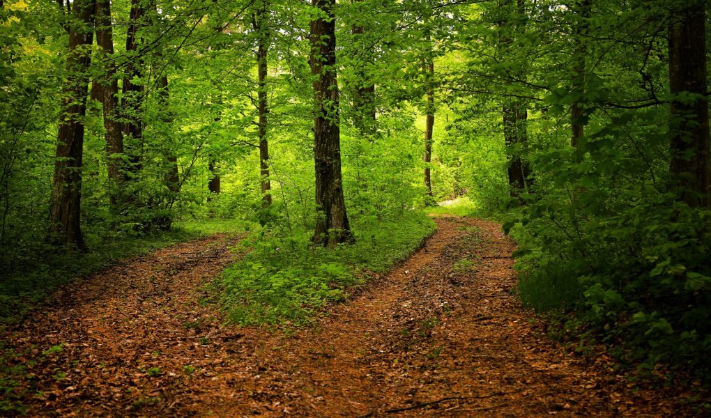 epidemia-boreliozy-i-choroby-legionistow Czy niedługo czeka nas epidemia boreliozy i choroby legionistów?